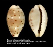 Ransoniella punctata trizonata (2)